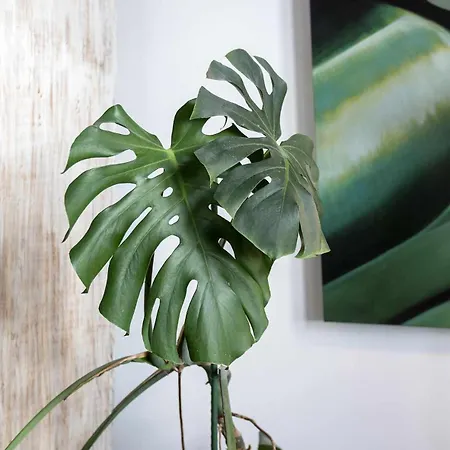 Pombalino Design Em Baixachiado *